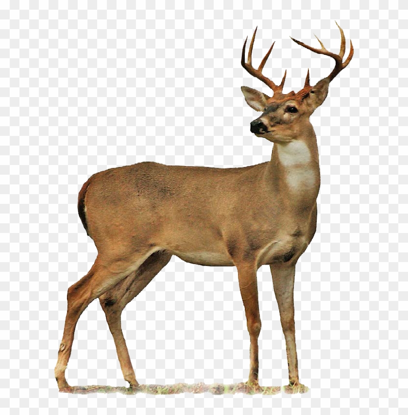 Deer Clipart Transparent - Deer Png #1327021