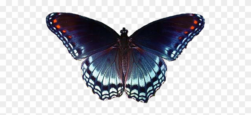 red spotted purple butterfly