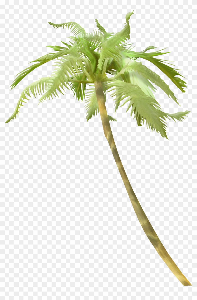 Light Arecaceae Tree Clip Art - Пальма Ветки Png #1327138
