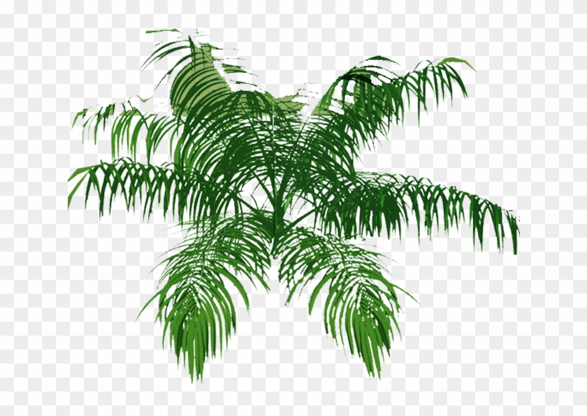 Explore Tree Plan, Palm, And More - Vegetation Top View Png #1327252