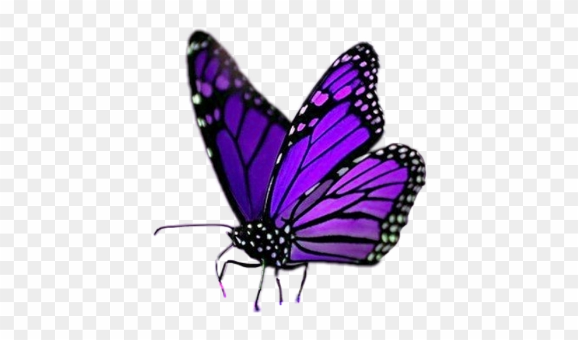 Monarch Butterfly #1327614