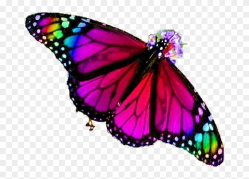 Fuschia Butterfly #1327618