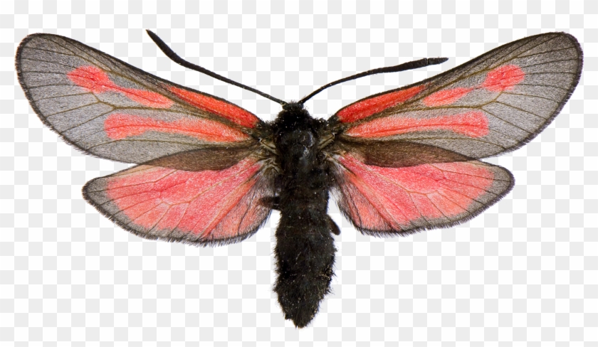 Brush-footed Butterflies Zygaena Osterodensis Burnet - Zygaena Osterodensis #1327623