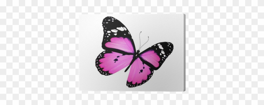 Pink Butterfly Flying, Isolated On White Canvas Print - White #1327624