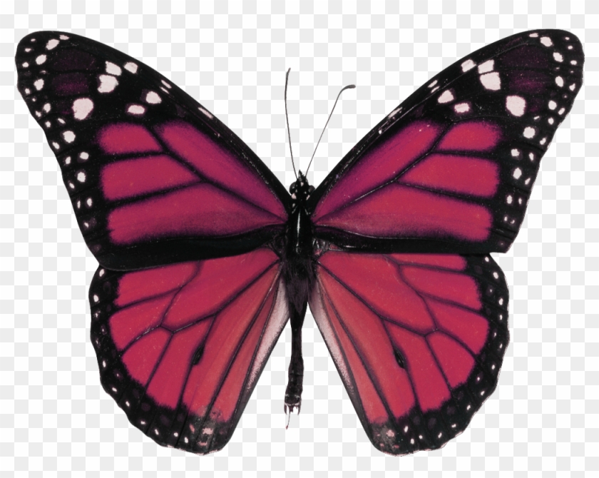 Vintage Ads Art - Monarch Butterfly Framed #1327625