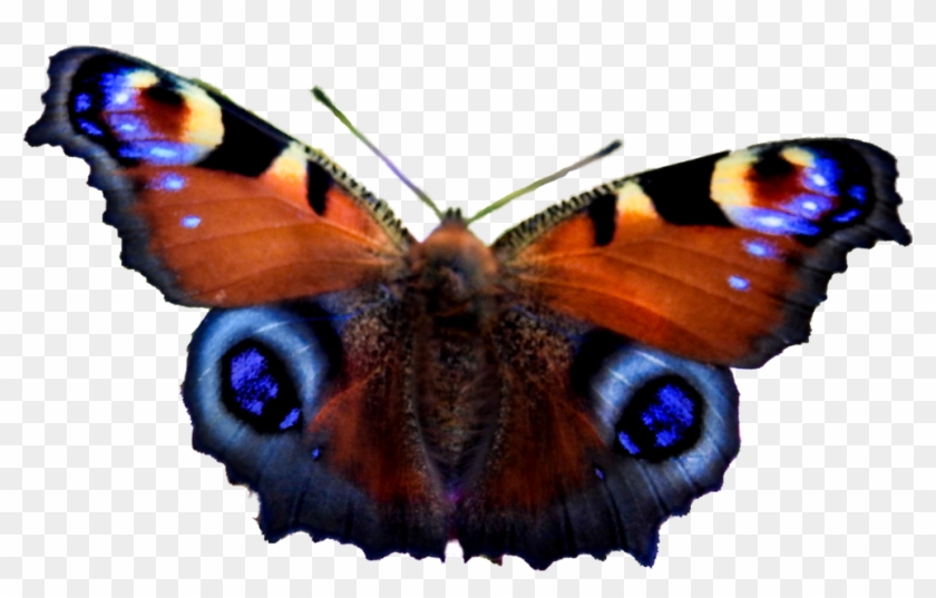 European Peacock Butterfly Png By Bunny With Camera - Aglais Io #1327694