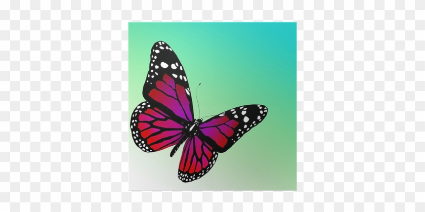 Butterfly Pictures To Color #1327721
