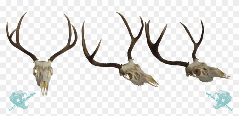 Whitetail Deer Skull Clip Art Download - Mule Deer #1328088