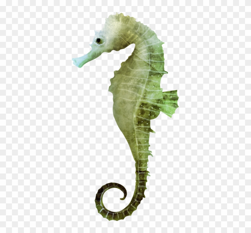 Seahorse Clipart Transparent Background - Морской Конек На Белом Фоне #1328191