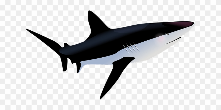 Fish Tropical Fish Sea Shark Shark Shark S - Tropische Vissen Png #1328196
