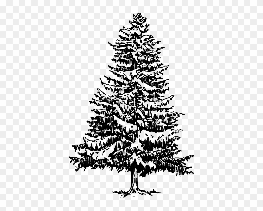 Pine Clipart Black And White - Fir Tree Drawing Png #1328432