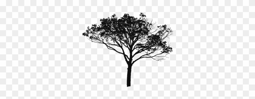Tree Vector Black And White, Tree Vector Clipart, Tree - Manfred-symphonie By Kitajenko; Guerzenich Orchester #1328444