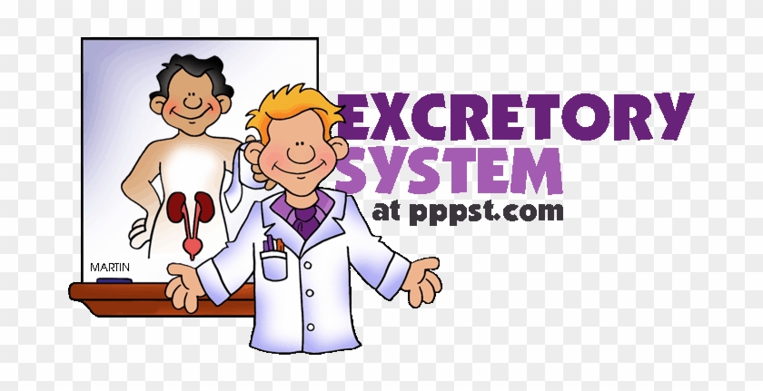 Organs Clipart Pppst - Excretory System In Humans Ppt #1328640