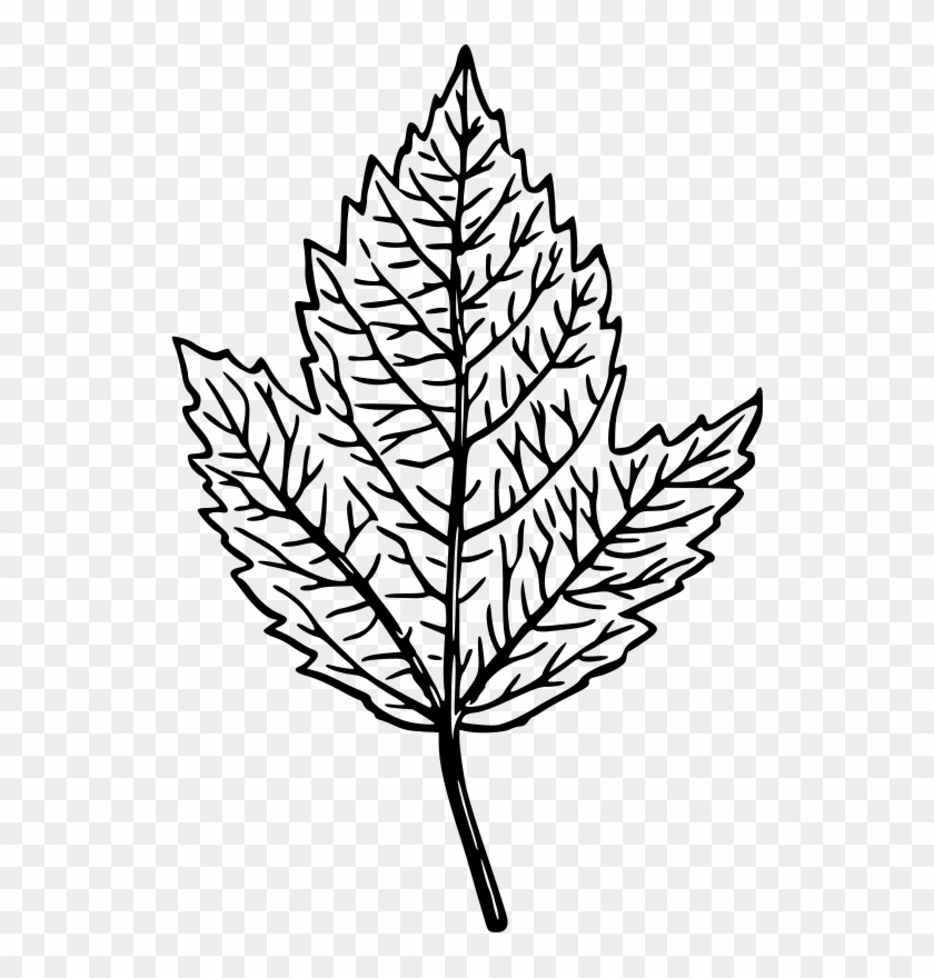 Medium Image - Transparent Leaf Line Drawing Png #1328716