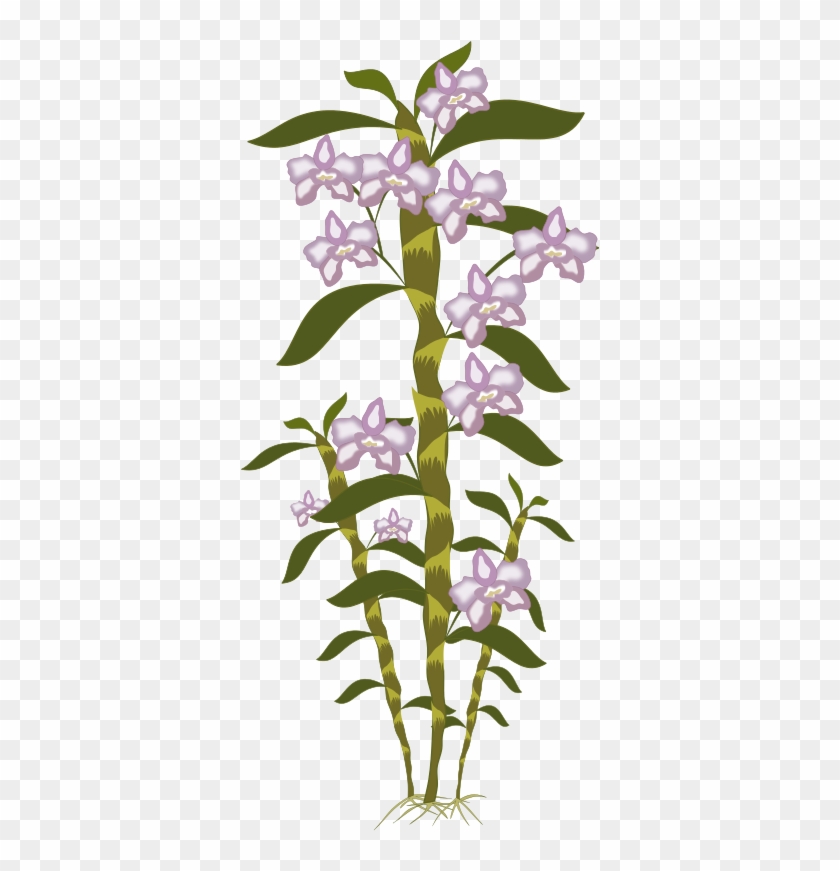 Free To Use Public Domain Plants Clip Art - Dendrobium #1328953