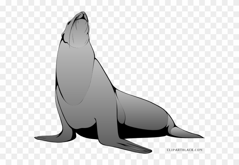 Sea Lion Animal Free Black White Clipart Images Clipartblack - Harp Seal Clipart #1329034