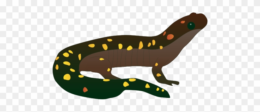 Salamander Clipart Drawing - Spotted Salamander Drawing #1329357