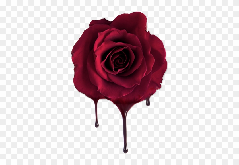 Report Abuse - Wine Rose Flower Png #1330041