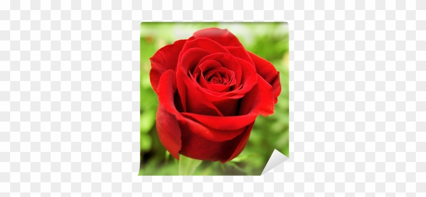 La Rosa Mas Roja Del Mundo #1330042