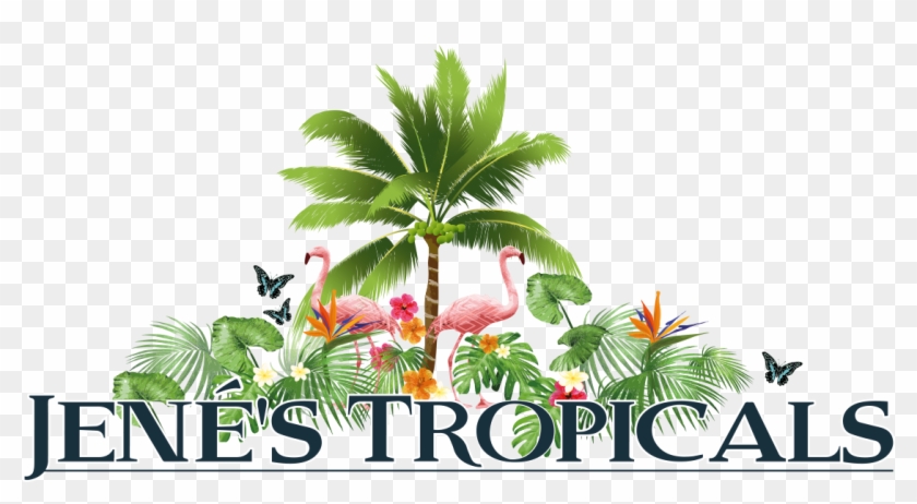 Bonsai Clipart Pomelo Tree - Jene's Tropicals #1330069