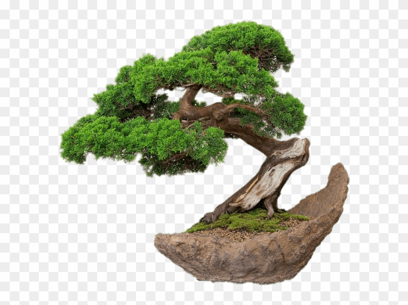 Bonsai On Stone Plate Png - Bonsai Green #1330076