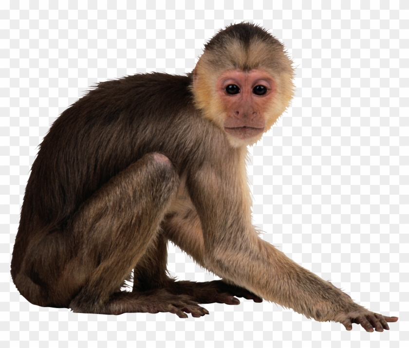 Monkey Desktop Wallpaper Computer Icons Clip Art - Monkey Png #1330087