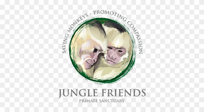 Jungle Friends On Twitter - White-headed Capuchin #1330088