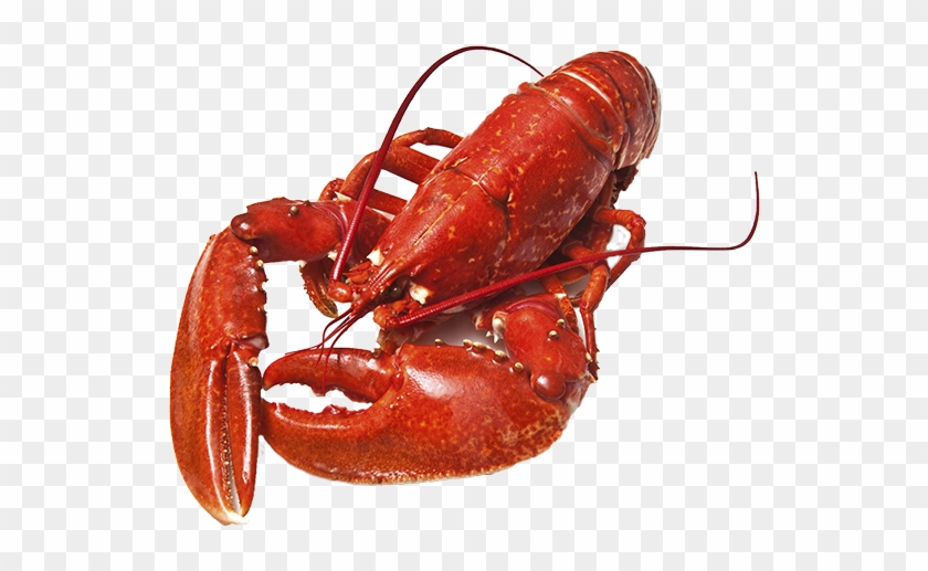 Lobster Clipart Exoskeleton - Animals With Shell Body Covering - Free Transparent PNG Clipart Images Download Lobster Clipart Exoskeleton - Animals With Shell Body Covering - Free Transparent PNG Clipart Images Download