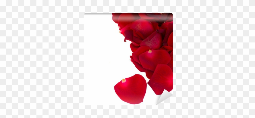 Pile Of Red Rose Petals Close Up Wall Mural • Pixers® - Garden Roses #1330193