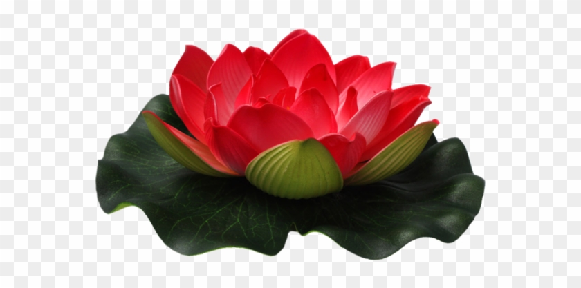 Png Flower By Moonglowlilly - Flowers In Water Png #1330222