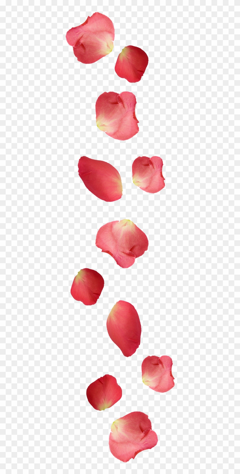 Red Rose Petals Png - Petal #1330228