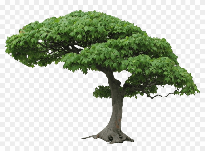 Tree Png Picture - Tree Png #1330234