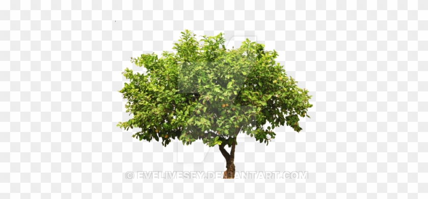 Shrub Png - Apple Tree Isolated #1330266