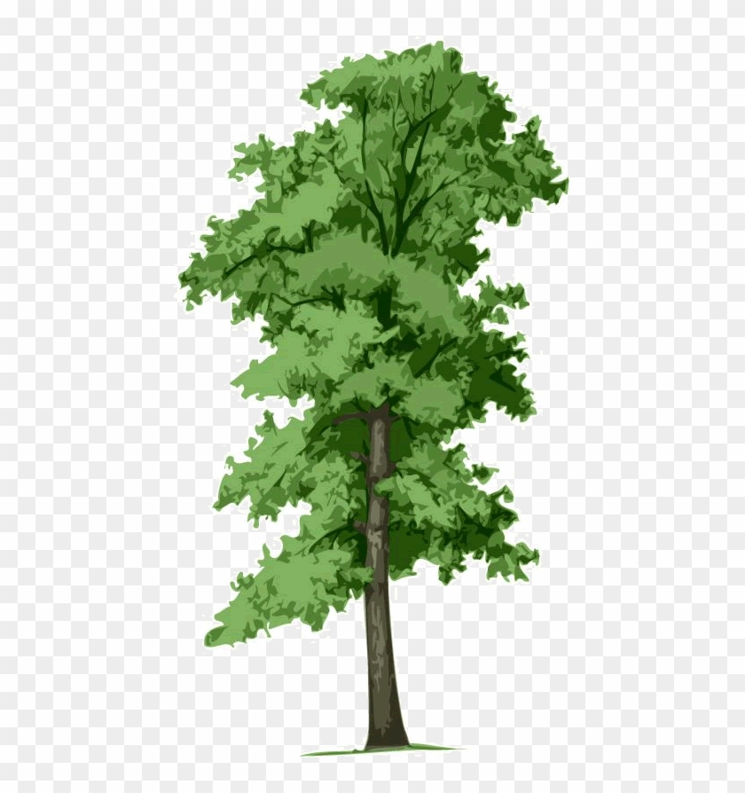 Waco Tree Care Services - Limones Kleines Blatt-/lindenbaum ~ Tilia Cordata Postkarte #1330276
