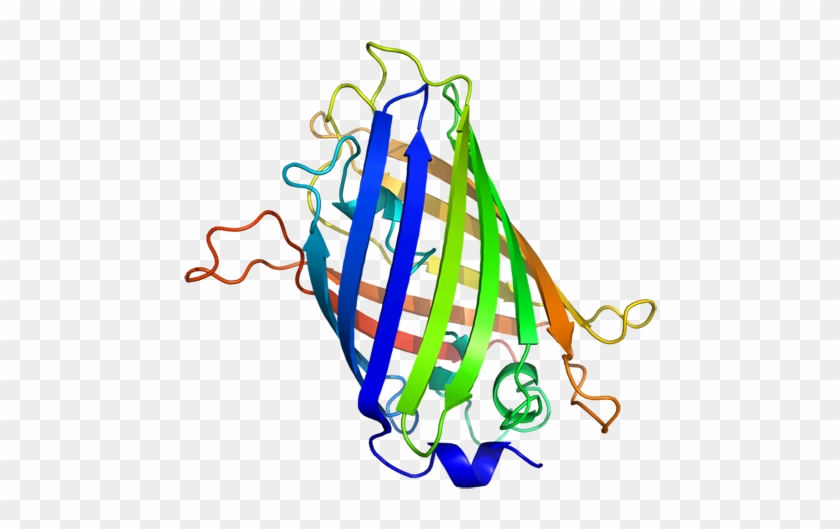 The Gfp Produced By This Amazing Jelly Is Used In Important - Gfp Protein #1330290