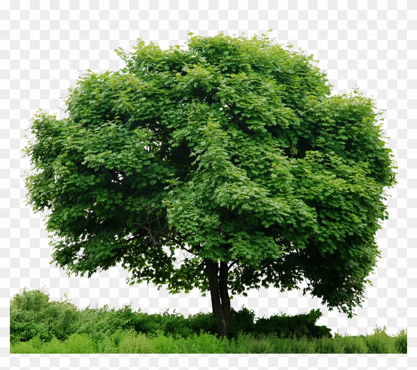 Tree With Grass Png - Trees Png #1330299
