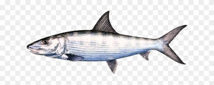 Oio - Single Bone Fish #1330380