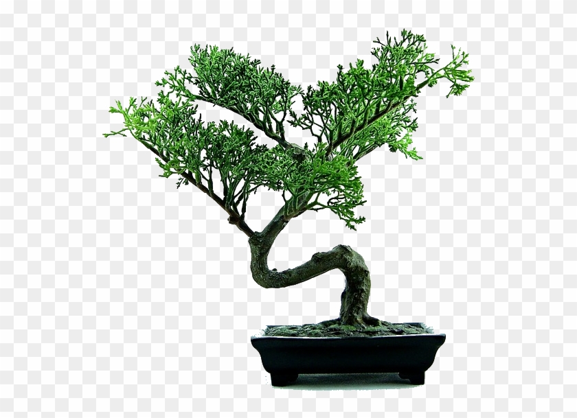 Bonsai-316573 640 Trans - Bonsai Tree Transparent Background #1330482