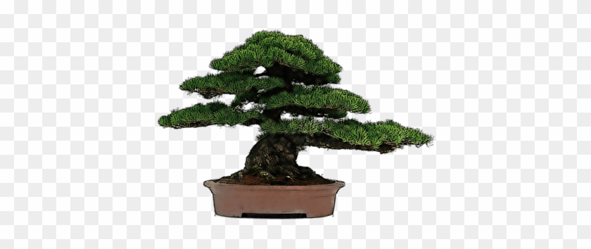 Bonsai Dibujo - Bonsai De Exterior #1330485