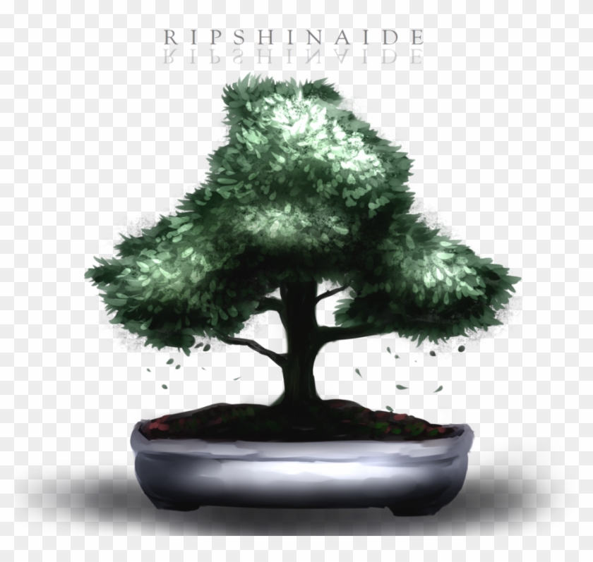 Bonsai By Ripshinaide - Sageretia Theezans #1330487