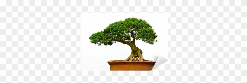 Different Types Bonsai Trees #1330496