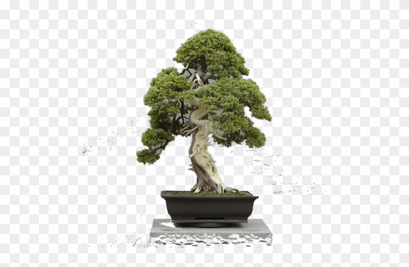 Bonsai Trees #1330499