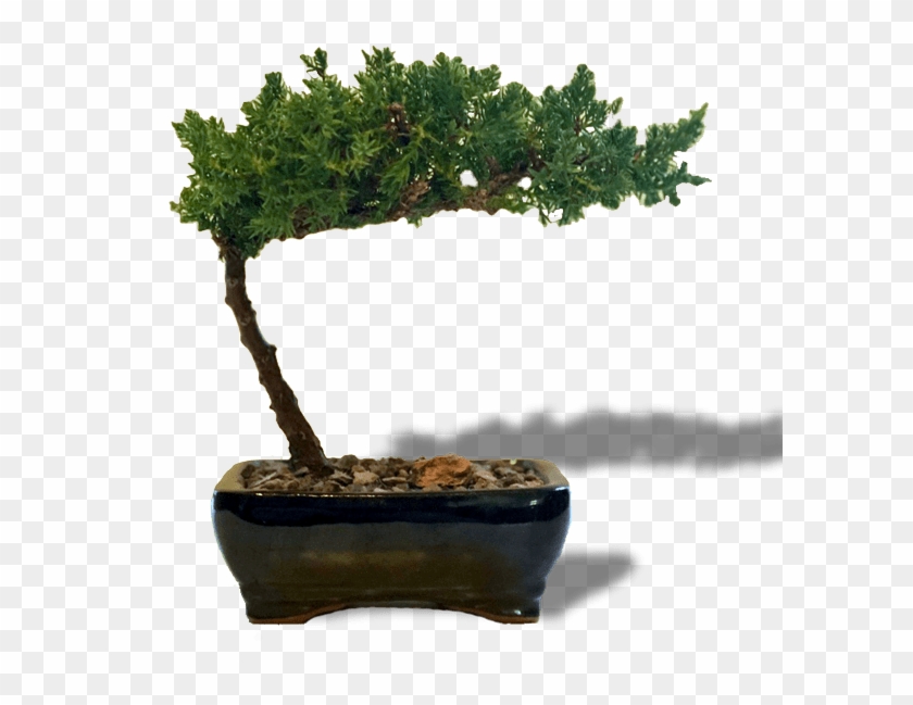 Juniper Bonsai Small - Bonsai #1330500