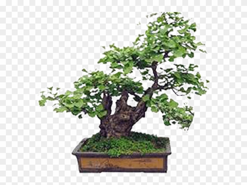 Bonsai Ginkgo Biloba Seed Tree Plant - 银杏 盆景 #1330502
