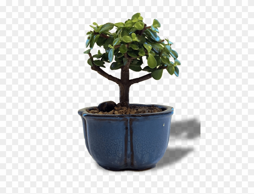 Jade Bonsai Tree - Bonsai #1330506