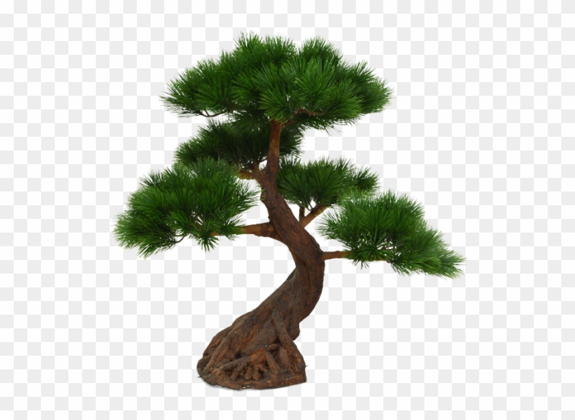 Pinus Bonsai X5 Deluxe 80 Cm Op Voet #1330508
