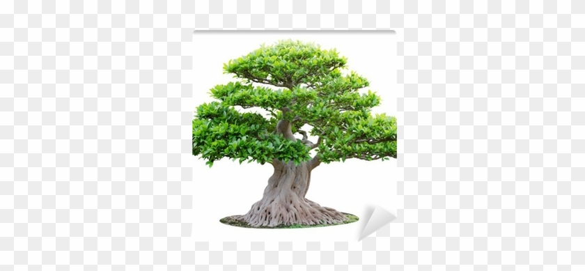 Big Bonsai Tree Isolated On White Background Wall Mural - Empire Of The Sun: Two Vines Cd #1330510