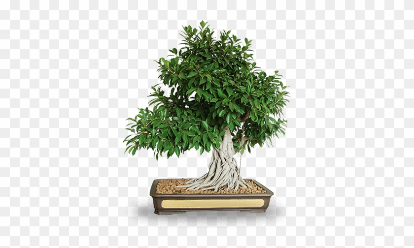 Professional Services - Bonsai #1330517