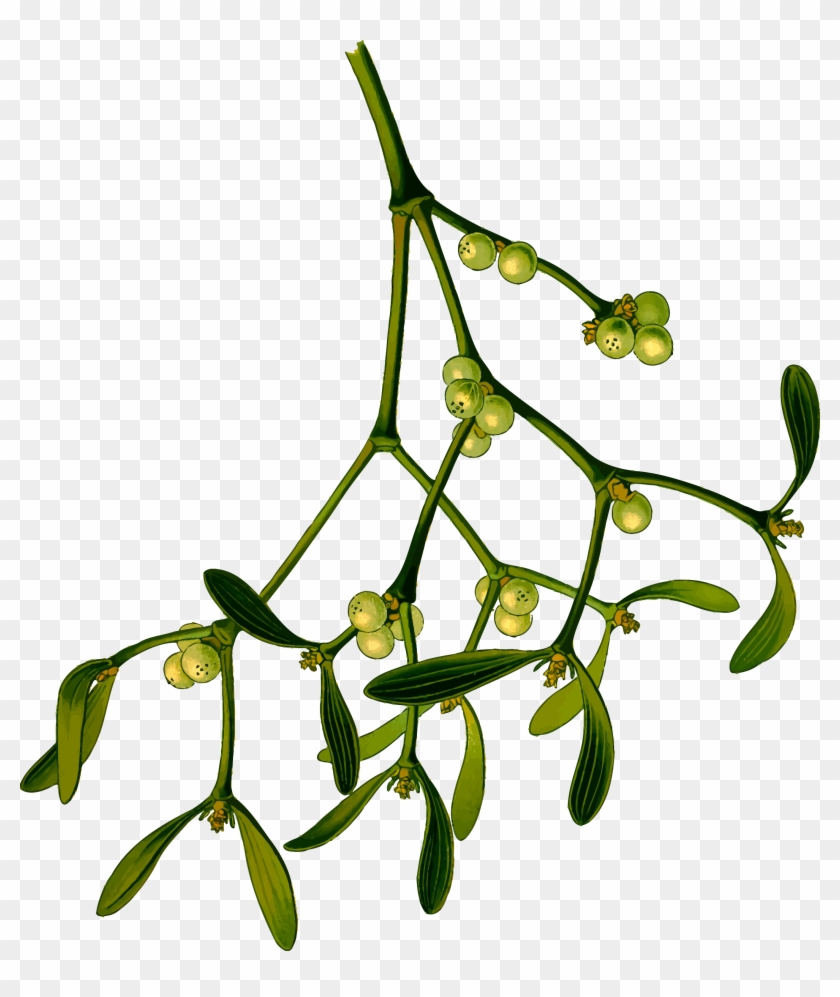 Big Image - Mistletoe Clipart #1330650