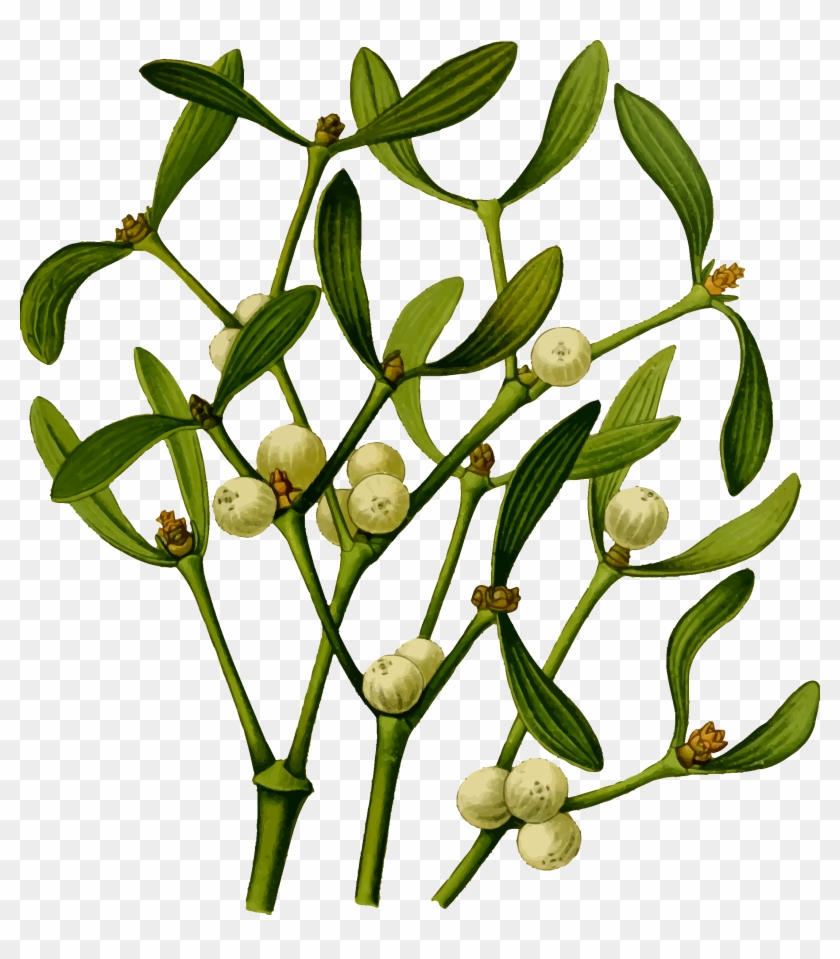 Big Image - Mistletoe High Res #1330663